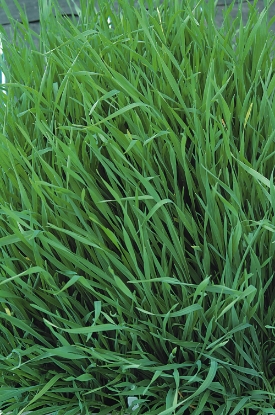 Picture of Grazing Rye